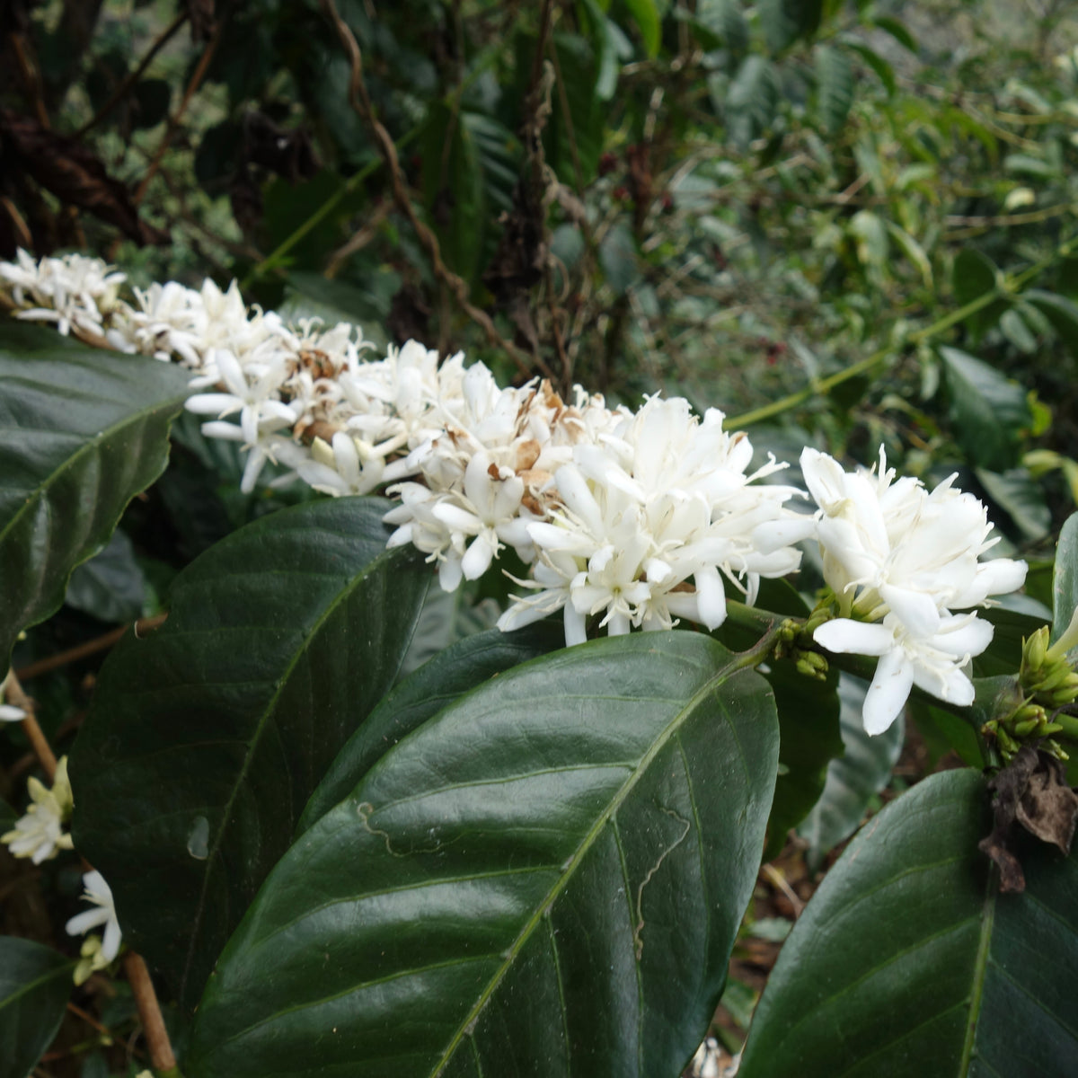 [Limited to 60 sets] Panama Geisha 3-Variety 130g Special Set