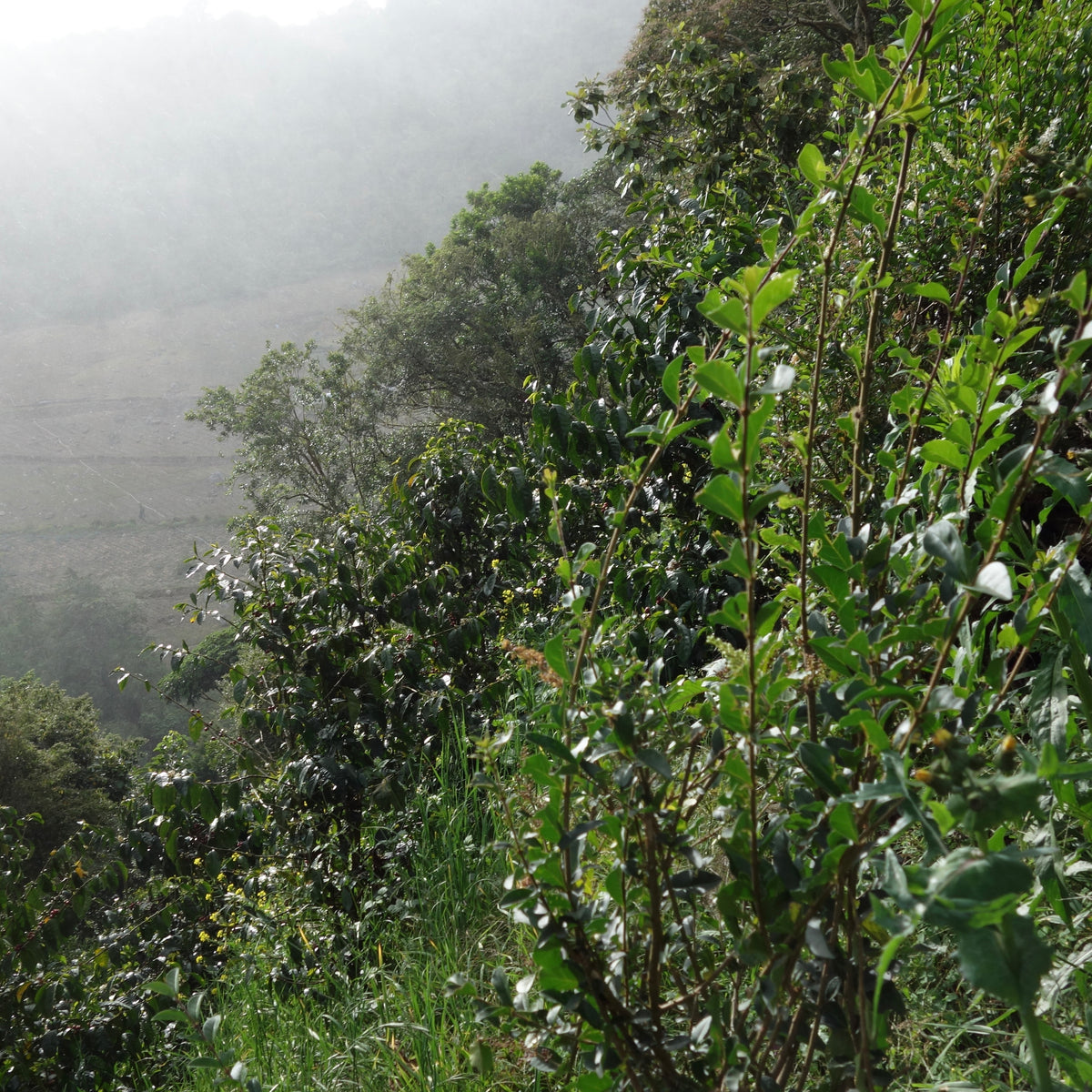 【数量限定】Panama Geisha 2種80g スペシャルセット