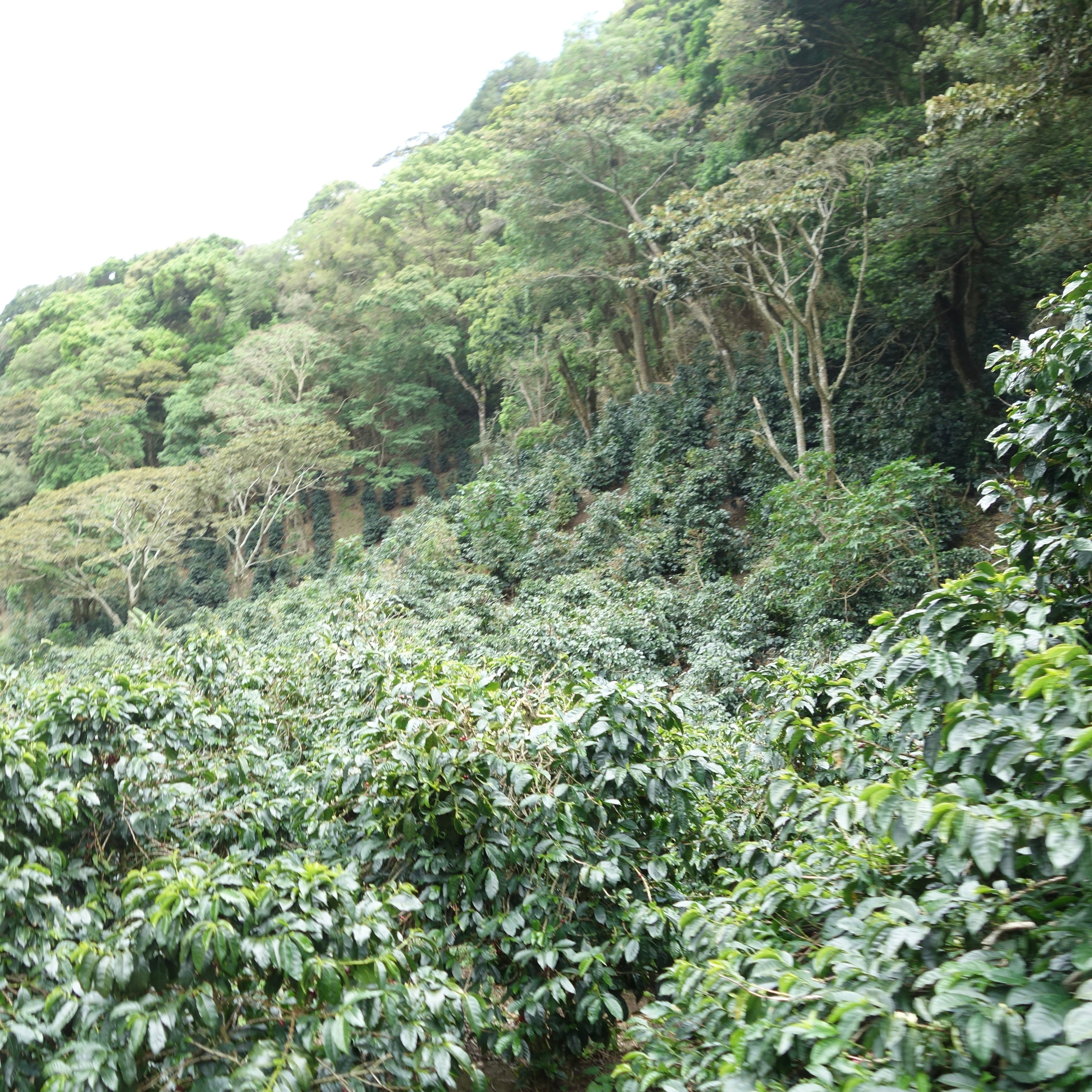 数量限定】Panama Geisha 2種100g スペシャルセット | 猿田彦珈琲